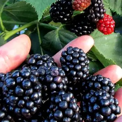 Ежевика ЭВЕРГРИН бесшипная  в Солигорске