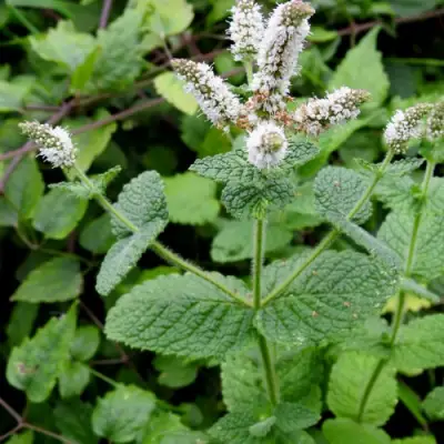 Мята яблочная в Солигорске