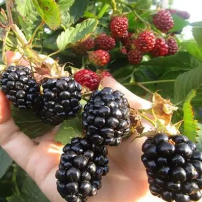 Ежевика НАВАХО бесшипная  в Солигорске