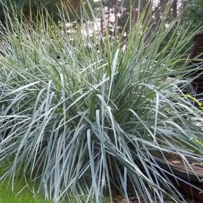 Элимус БЛЮ ДЮН песчаный в Солигорске