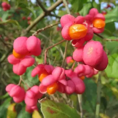 Бересклет ЕВРОПЕЙСКИЙ в Солигорске