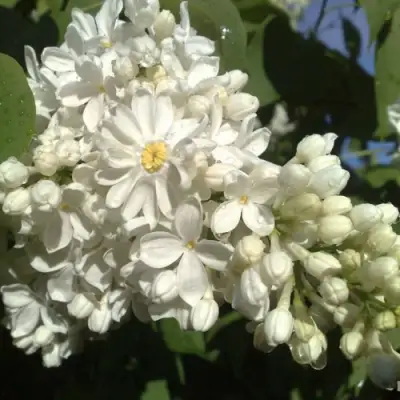 Сирень РОЧЕСТЕР в Солигорске