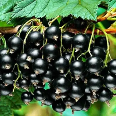 Смородина черная АТЛАНТ в Солигорске