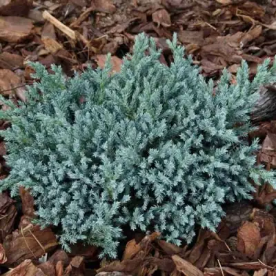 Можжевельник БЛЮ СПАЙДЕР чешуйчатый в Солигорске