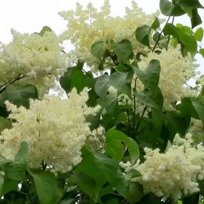 Сирень АМУРСКАЯ в Солигорске