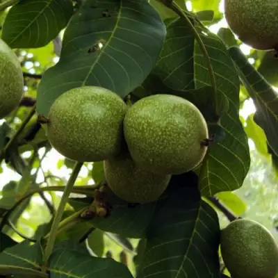 Грецкий орех ПИНСКИЙ в Солигорске