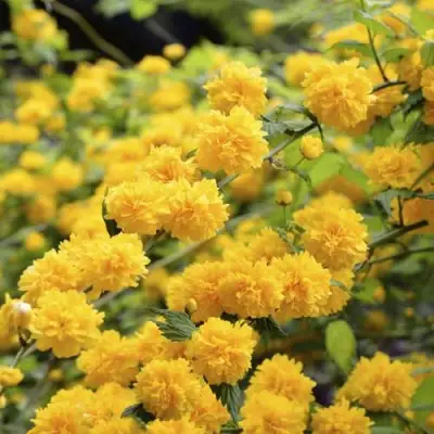 Керрия японская АУРЕОВАРИЕГАТТА в Солигорске