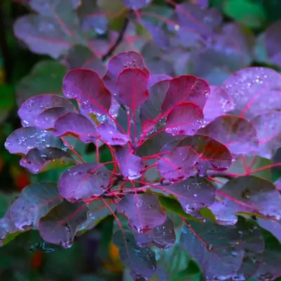 Скумпия ГРЕЙС в Солигорске