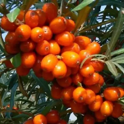 Облепиха ПЛАМЕННАЯ в Солигорске