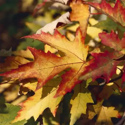 Клен серебристый в Солигорске