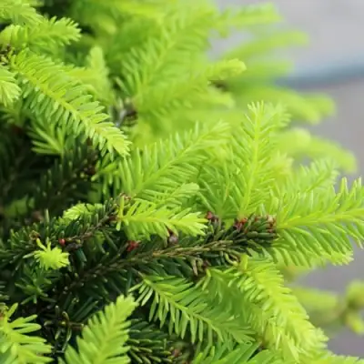 Ель НИДИФОРМИС обыкновенная в Солигорске