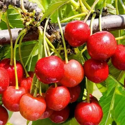 Черешня БЮТТНЕРА КРАСНАЯ в Солигорске