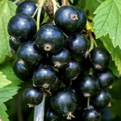 Смородина чёрная СЕЛЕЧЕНСКАЯ в Солигорске