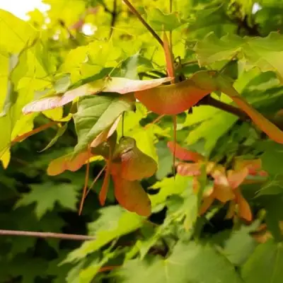 Клен ложноплатановый в Солигорске