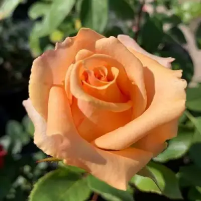 саженцы розы Версилия