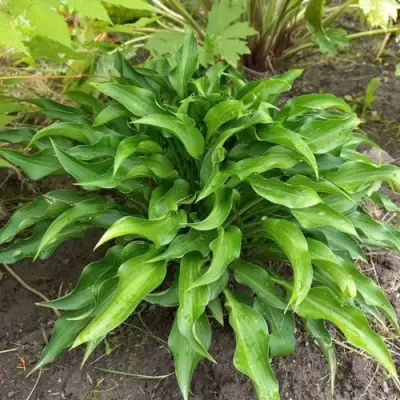 Хоста ГАРРИ ВАН ТРИЕР в Солигорске