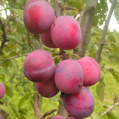 Слива ЭДИНБУРГСКАЯ в Солигорске