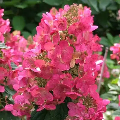 Гортензия МЕГА МИНДИ метельчатая в Солигорске