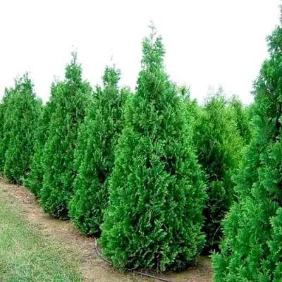 Туя СПИРАЛИС западная в Солигорске