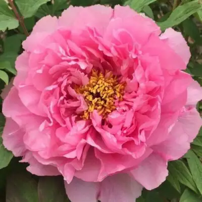 Пион РОЗОВЫЙ ЛОТОС древовидный в Солигорске