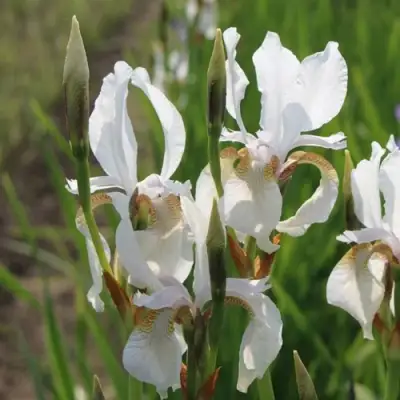 Ирис АЛЬБА сибирский в Солигорске