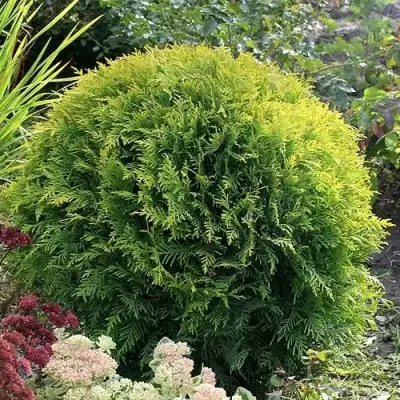 Туя ЕЛЛОУ ГЛОБ западная в Солигорске