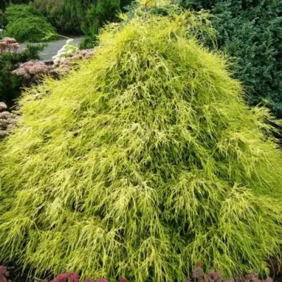 Кипарисовик ФИЛИФЕРА АУРЕА горохоплодный в Солигорске