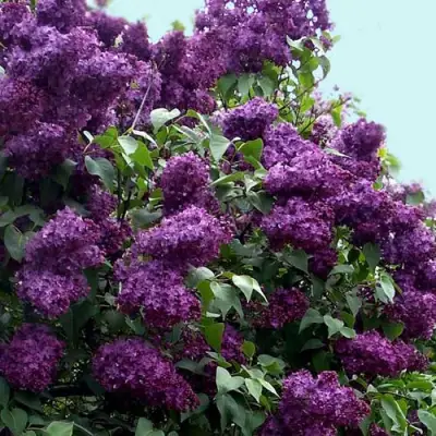 Сирень ИНДИЯ в Солигорске