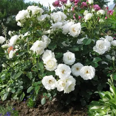 Роза АЛАБАСТЕР флорибунда в Солигорске