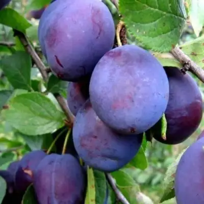 Слива ПЕРДРИГОН в Солигорске