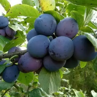 Слива КРОМАНЬ в Солигорске