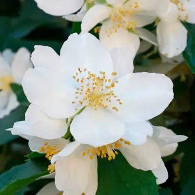 Жасмин ЮСТИНКА в Солигорске