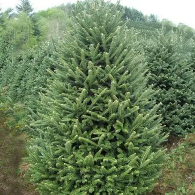 Пихта ФРАЗЕРА в Солигорске