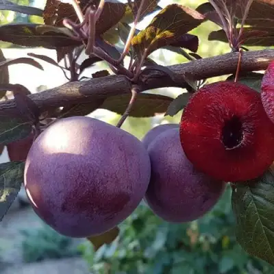 Слива ПАННА в Солигорске