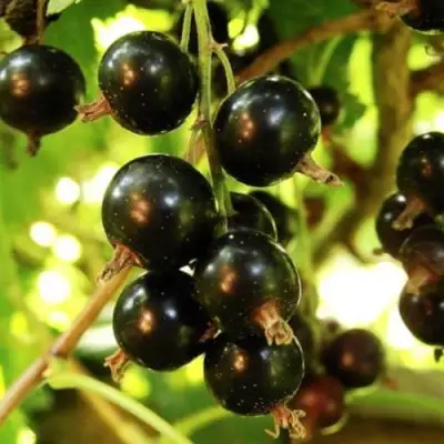 Смородина чёрная НАРА в Солигорске