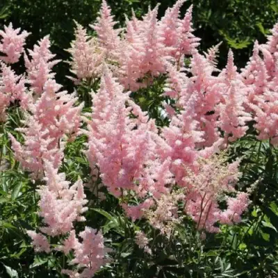 Астильба ГЛИТТЕР ЭНД ГЛАМУР китайская в Солигорске