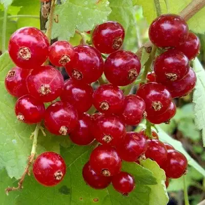 Смородина красная РОНДОМ в Солигорске