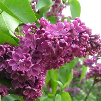 Сирень ДЕНЬ ПОБЕДЫ в Солигорске