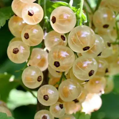 Смородина белая ВИКСНЕ БЕЛАЯ в Солигорске