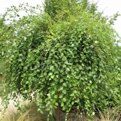 Береза САММЕР КАСКАД черная в Солигорске