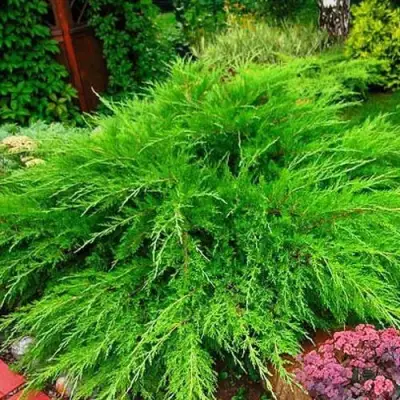 Можжевельник МИНТ ДЖУЛЕП средний в Солигорске