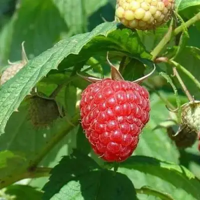 Малина КВЕЛЛИ в Солигорске