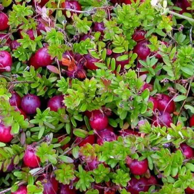 Клюква ПИЛИГРИМ в Солигорске