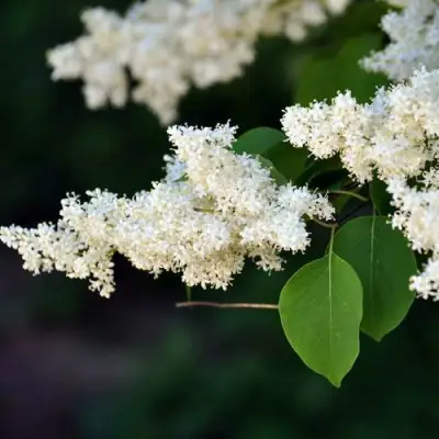 Сирень АМУРСКАЯ в Солигорске