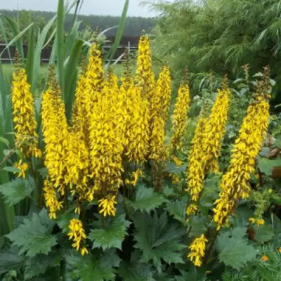 Бузульник ПРЖЕВАЛЬСКОГО в Солигорске