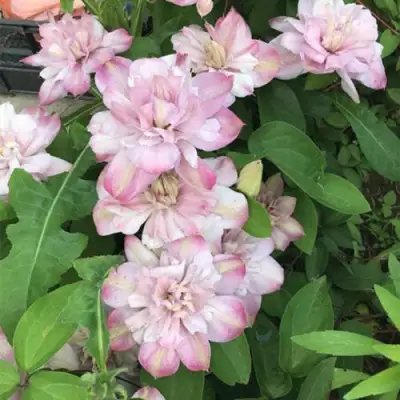 Клематис ИННОСЕНТ БЛАШ в Солигорске