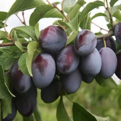 Слива РЕНКЛОД в Солигорске