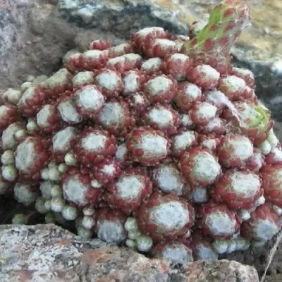 Молодило ГНАФАЛИУМ в Солигорске