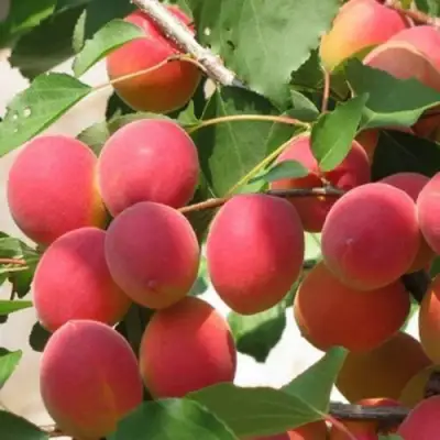 Абрикос РУБИН в Солигорске