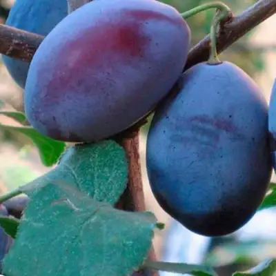 Слива СМОЛИНКА в Солигорске